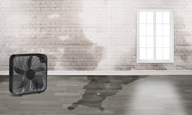 Best Water damage restoration services  in Trenton, NJ
