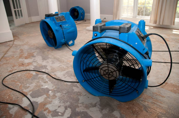 Best Mold removal after water damage  in Trenton, NJ